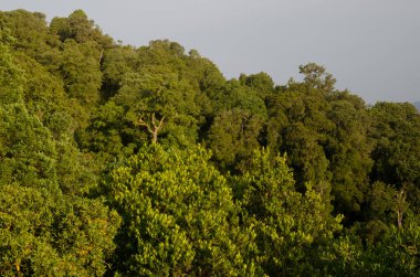 Cerro Nielol Doğal Anıtı 'ndaki Orman.