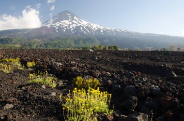 Llaima volcano in the Conguillio National Park. clipart