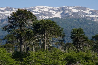 Maymun bulmaca ağaçları Araucaria araucana ve uçurumlar.