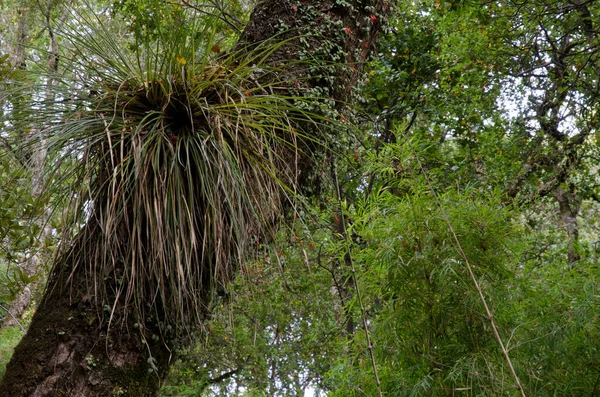 Chupalla Fascicularia bicolor σε ένα δέντρο στο φυσικό μνημείο Cerro Nielol. — Φωτογραφία Αρχείου