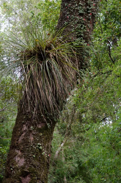 Chupalla Fascicularia bicolor на дереві в Cerro Nielol Natural Monument. — стокове фото