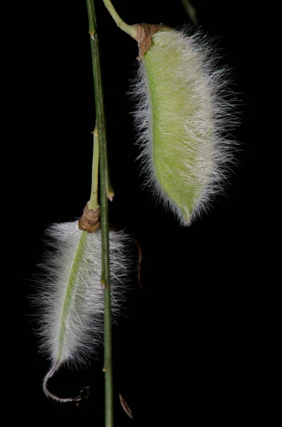 Chlupaté lusky z chlupatého ovocného koštěte Cytisus striatus. — Stock fotografie