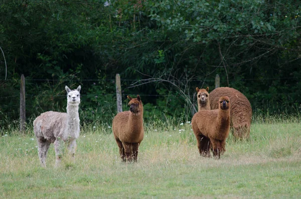 Rebanho de alpacas Vicugna pacos em um prado . — Fotografia de Stock