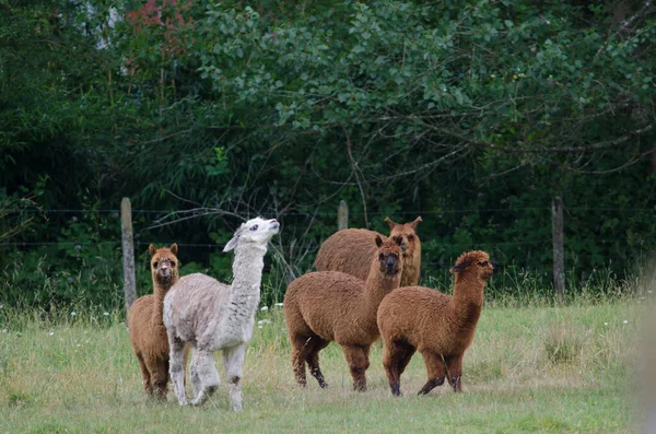 Besättning av alpacas Vicugna pacos på en äng. — Stockfoto