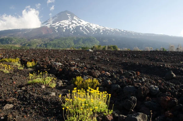 Volcan Llaima dans le parc national de Conguillio . — Photo