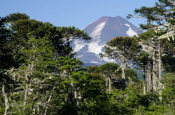 Volcan Llaima et forêt mixte de singe puzzle arbre et hêtre Dombeys . — Photo