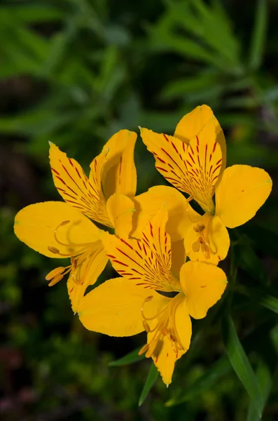 Flores de Lirio Peruano Alstroemeria aurea en el Parque Nacional Conguillio . —  Fotos de Stock