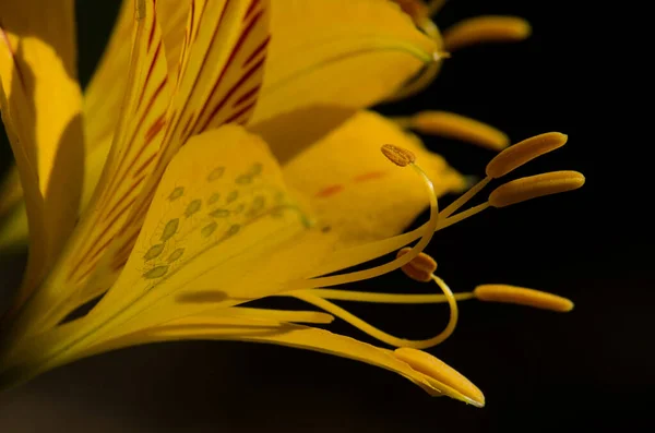Flower of Peruvian lily Alstroemeria aurea and aphids. — Stock Photo, Image