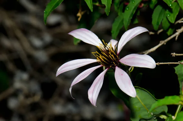 Цветок чилийской альпинистской газании Mutisia ilicifolia . — стоковое фото