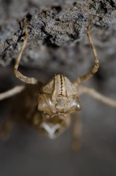 Bir kayanın altındaki yusufçuk larvasının ön görüntüsü.. — Stok fotoğraf