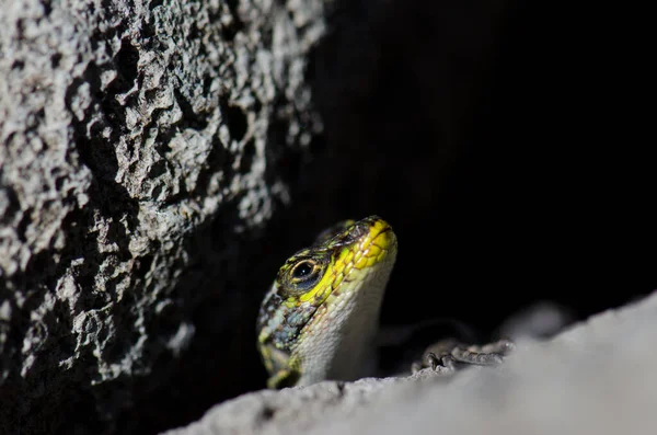 Male of jewel lizard to the entrance of its den under a rock. — Stock Photo, Image