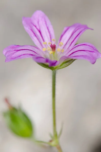 Kwiat małego robaczka Geranium purpureum w Parku Narodowym Conguillio. — Zdjęcie stockowe