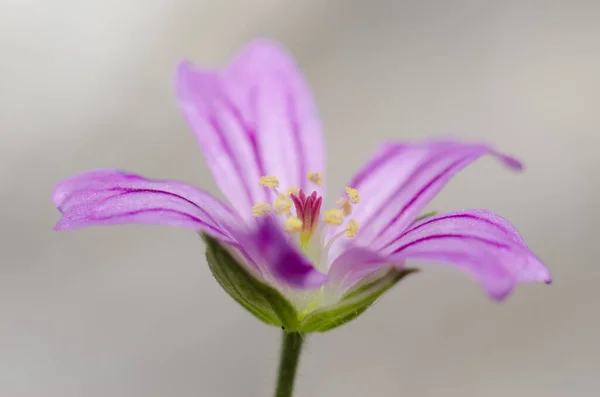 Kwiat małego robaczka Geranium purpureum w Parku Narodowym Conguillio. — Zdjęcie stockowe