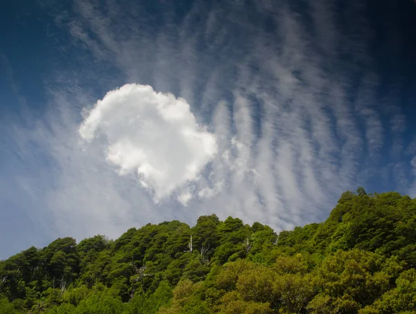 Wald und Wolken im Conguillio-Nationalpark. — Stockfoto