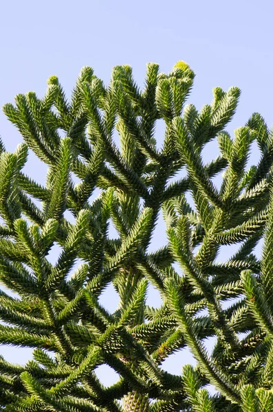 Větve opičí puzzle strom Araucaria araucana. — Stock fotografie