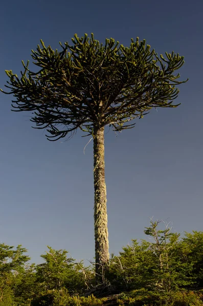 Μαϊμού δέντρο παζλ Araucaria araucana στο Conguillio Εθνικό Πάρκο. — Φωτογραφία Αρχείου