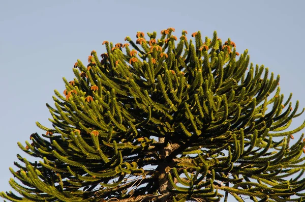 Canopy of monkey puzzle tree Araucaria araucana. — Fotografia de Stock