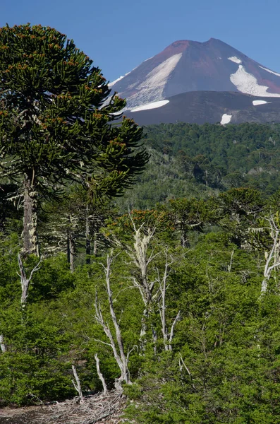 Volcan Llaima et forêt avec arbre puzzle singe à gauche . — Photo