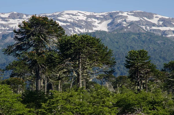 Maymun bulmaca ağaçları Araucaria araucana ve uçurumlar.