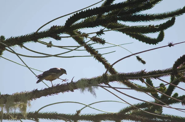 Chimango caracara sur un arbre puzzle singe . — Photo