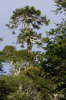 Conguillio Ulusal Parkı 'nda maymun yapboz ağacı Araucaria araucana.