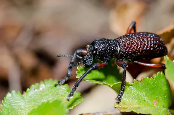 Beetle Aegorhinus vitulus in the Conguillio National Park. — стокове фото