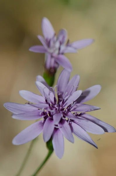 Květiny Leucheria litospermifolia v národním parku Conguillio. — Stock fotografie