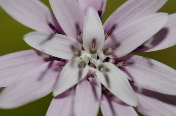 Květina Leucheria litospermifolia v národním parku Conguillio. — Stock fotografie