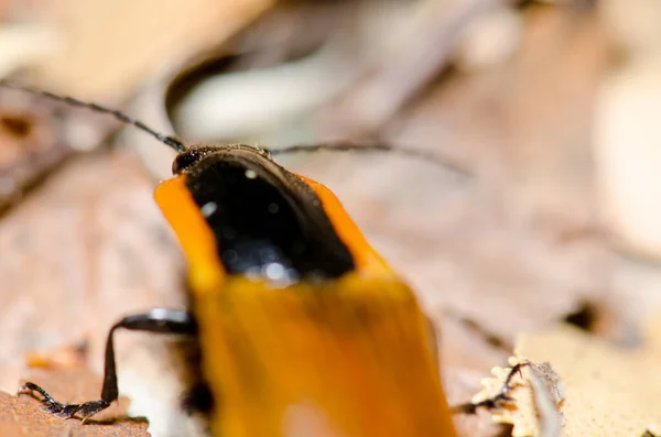 Escarabajo en el suelo en el Parque Nacional Conguillio . — Foto de Stock