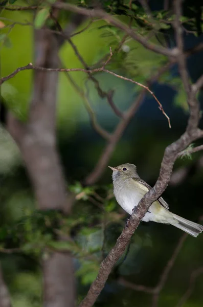 Elaenia albiceps chilensis de cresta blanca sobre un árbol . — Foto de Stock