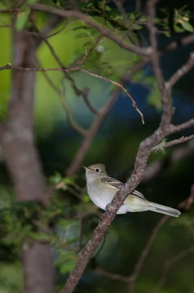 Vitveckad eleni Elaenia albiceps chilensis på ett träd. — Stockfoto