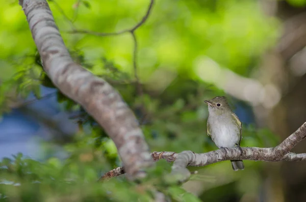 Elaenia albiceps chilensis na stromě. — Stock fotografie