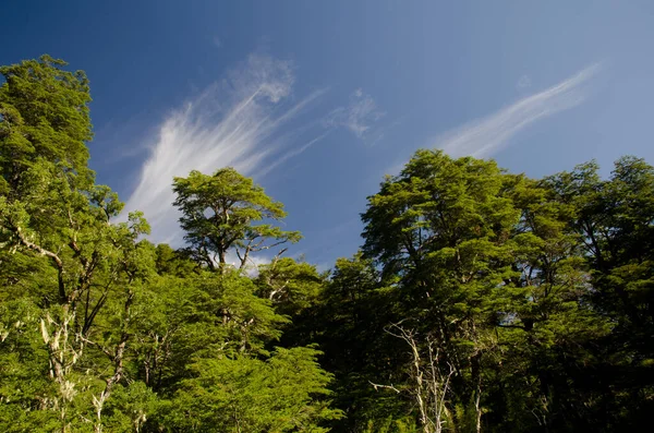 나무들이 우거진 숲에는 노 토파 구스 돔 베베 이와 구름 이 있다. — 스톡 사진
