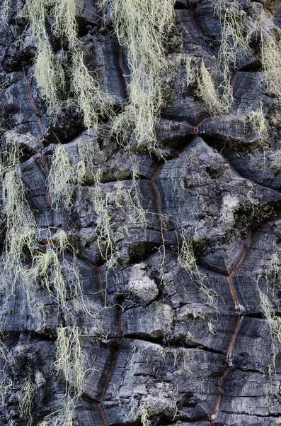 Tronc de singe puzzle arbre avec lichens . — Photo