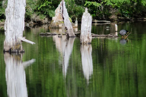 Riesenblässhuhn Fulica gigantea in der Lagune von Captren. — Stockfoto