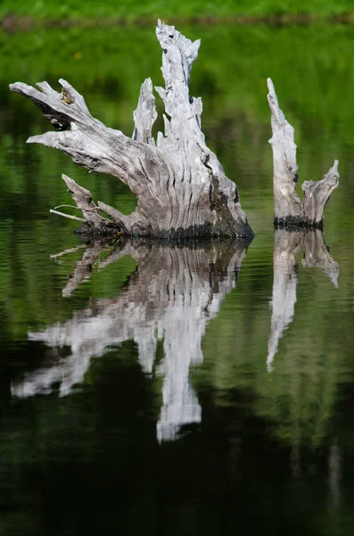 Baumstämme spiegeln sich in der Lagune von Captren im Nationalpark Conguillio. — Stockfoto