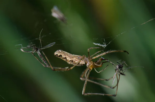 Rozšíření Spider Tetragnatha v laguně Captren. — Stock fotografie