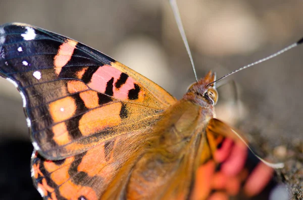 Dame chilienne Vanessa terpsichore se nourrissant de minéraux du sol . — Photo