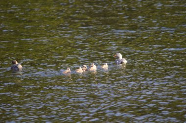Uçan buharlı ördek ailesi Takyeres patachonicus.