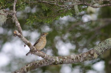 Macellan ardıcı Turdus falcklandii magellanicus bir ağaç dalında.