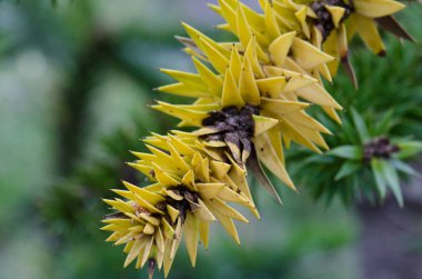 Maymun yapboz dalı Araucaria araucana.