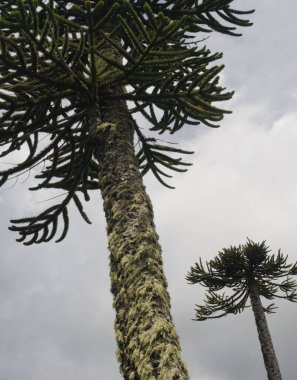 Conguillio Ulusal Parkı 'nda maymun yapboz ağaçları Araucaria araucana.