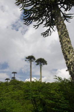 Maymun yapboz ağaçlı çalılık Araucaria araucana.