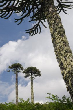 Conguillio Ulusal Parkı 'nda maymun yapboz ağaçları Araucaria araucana.
