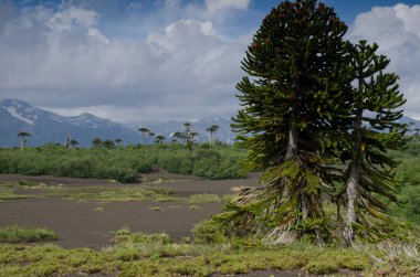 Maymun yapboz ağaçlı çalılık Araucaria araucana.