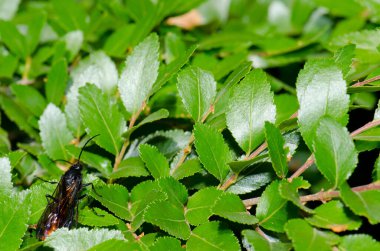 Erkek eşekarısı Elaphroptera Skolyaeforis Escallonia leucantha çalılığında.