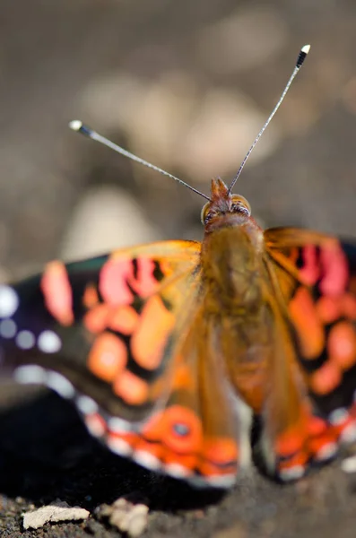 Dame chilienne Vanessa terpsichore se nourrissant de minéraux du sol . — Photo