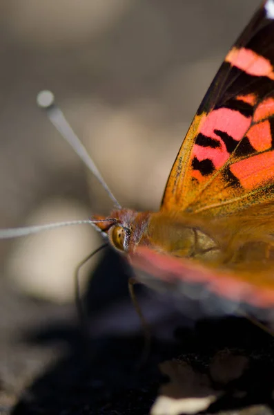 Dame chilienne Vanessa terpsichore se nourrissant de minéraux du sol . — Photo