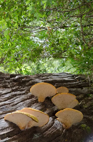 Mushrooms on a dead tree in a forest. — Stock Photo, Image