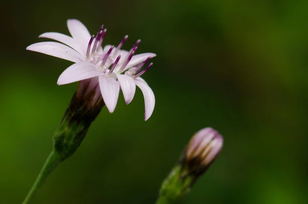 Květiny Perezia recurvata v národním parku Conguillio. — Stock fotografie